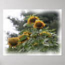 Buscar girasol gigante posters Floral