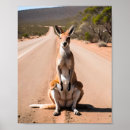Buscar canguro posters Vida silvestre