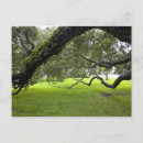 Buscar robo postales Árbol