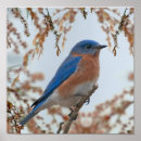 Buscar bluebird posters Pájaros