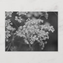 Buscar salvaje postales Plantas