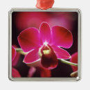 Buscar orquídeas adornos Rosa