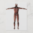 Buscar sistema muscular postales Medicina