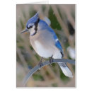 Buscar arrendajo azul postales Jay