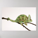 Buscar reptiles posters Conchas
