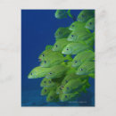 Buscar marginal postales Naturaleza