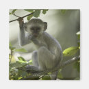 Buscar zimbabwe imanes Fauna