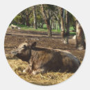 Buscar heno pegatinas 1 ᵉʳ explotación