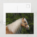 Buscar cabeza de caballo postales Palomino