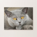 Buscar gato azul ruso puzzles Animal