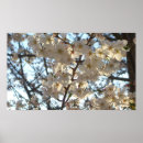 Buscar floral p posters Primavera