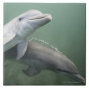 Buscar delfines azulejos Animal