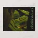 Buscar boa postales Reptil