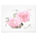 Buscar camelia posters Plantas