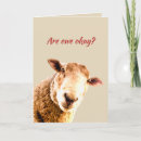 Buscar ovejas divertidas tarjetas Lindo