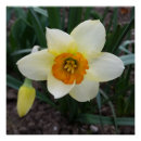 Buscar narciso posters Amarillo