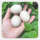 Buscar huevo pegatinas Pollo