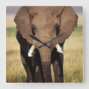 Buscar elefante africano relojes de pared Imagen del color