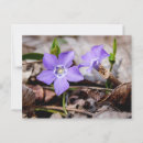 Buscar vinca postales General y unisex