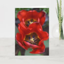 Buscar tulips tarjetas Flora
