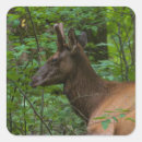 Buscar elk pegatinas Naturaleza