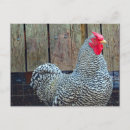 Buscar domesticus de Gallo