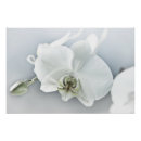 Buscar orquídeas blancas posters Para ella