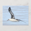 Buscar albatros postales Pájaro