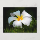 Buscar flores de hawaii postales Plumeria