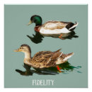 Buscar patos posters Naturaleza