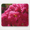 Buscar crepe de apple Rosa