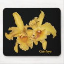 Buscar orquídeas amarillas alfombrillas de raton Fotografía