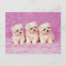Buscar raza postales Adorable