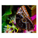 Buscar mariposas tropicales posters Exótico