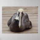 Buscar pelícano posters Aves marinas