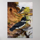 Buscar martín pescador posters Martines pescadores