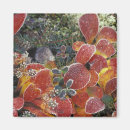 Buscar planta imanes Arándano