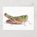 Buscar saltamontes verde postales 4 º bicho