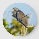 Buscar pájaro relojes de pared General y unisex