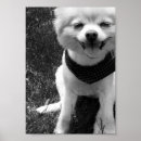 Buscar pomerania posters Animales