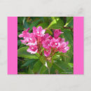Buscar flor de trompeta postales Rosa