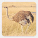 Buscar zimbabue pegatinas País