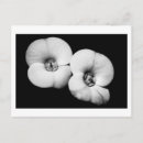 Buscar corona de espinas postales Flores