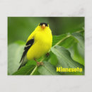 Buscar goldfinches Fotografía