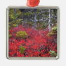 Buscar arbusto adornos Paisaje