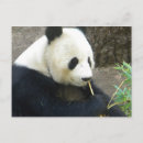 Buscar oso panda lindo postales Vida silvestre