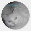 Buscar gatos bonitos pegatinas Gatitos