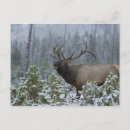 Buscar alces postales Toro
