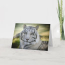 Buscar tigre blanco tarjetas Fauna