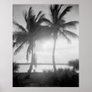 Buscar palmera fotografía General y unisex